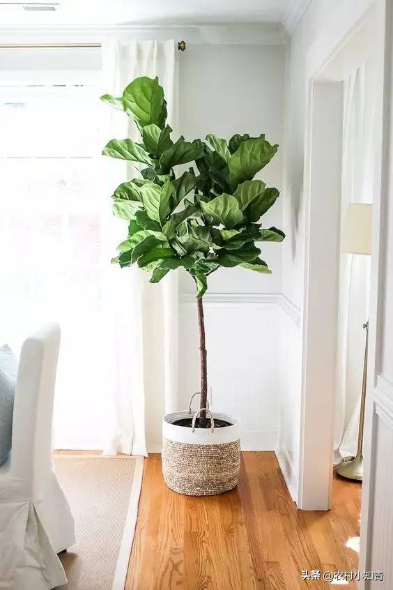 The method of planting the revenue tree