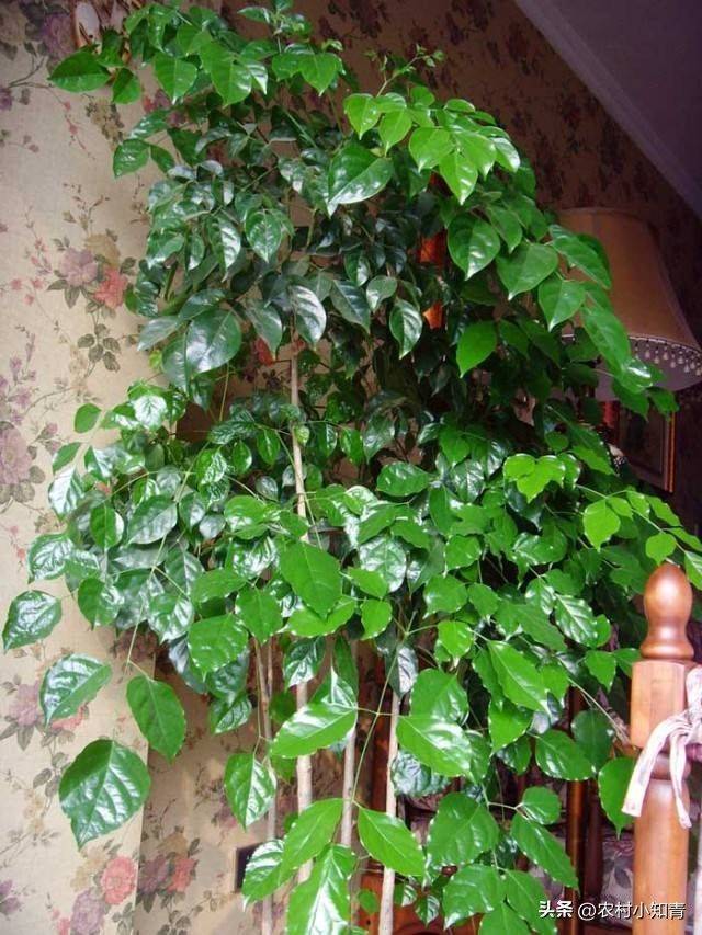 The method of planting the revenue tree