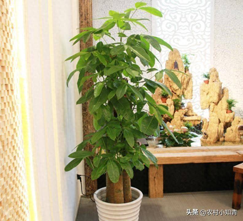 The method of planting the revenue tree