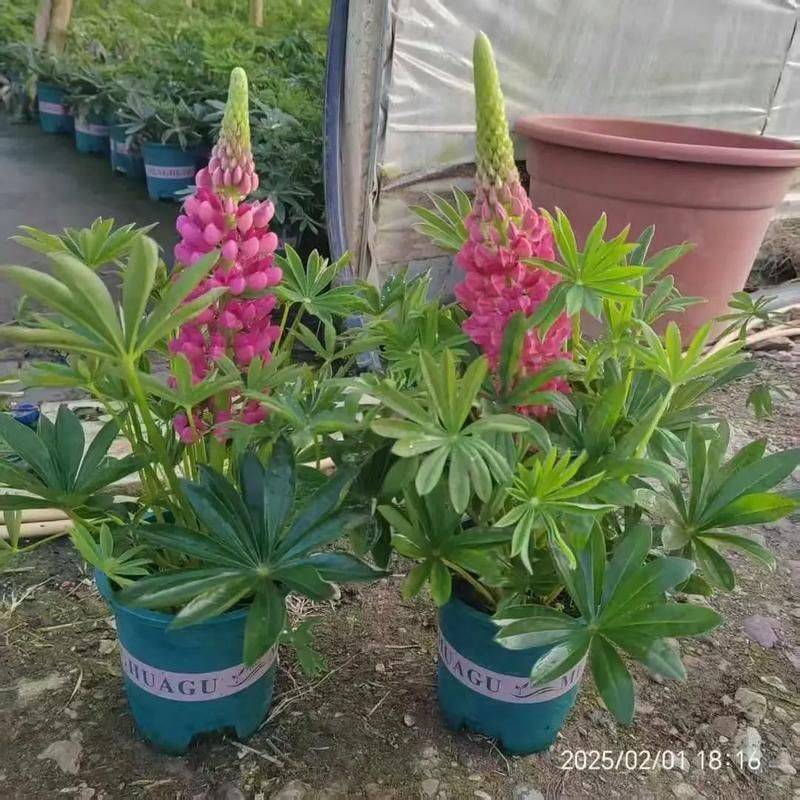 The method of planting the luice flower
