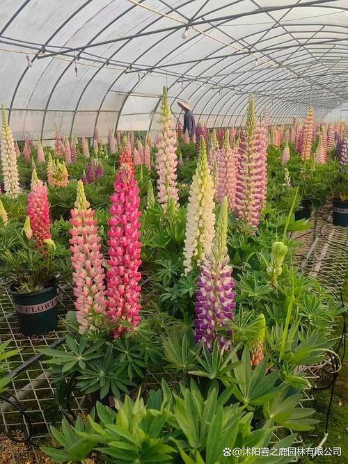 The method of planting the luice flower