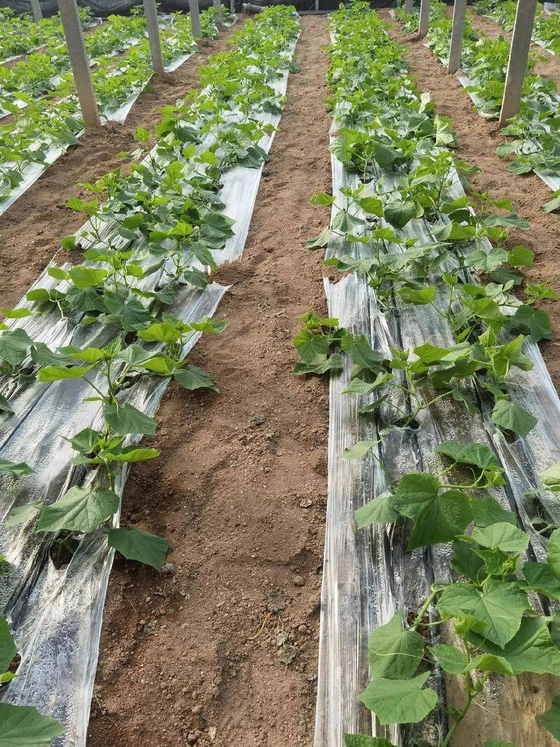 Technologies for winter cucumber cultivation