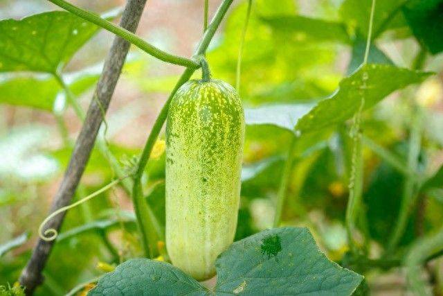 地黄瓜种植技术