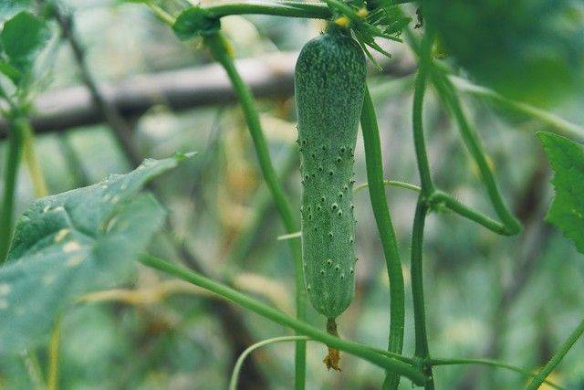地黄瓜种植技术