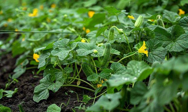 地黄瓜种植技术