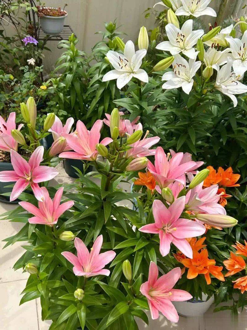 百合花球种植方法