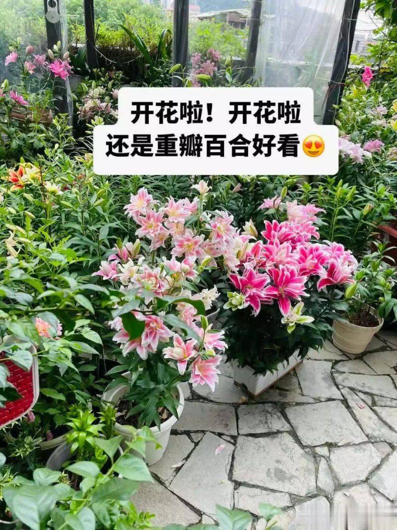 百合花球种植方法