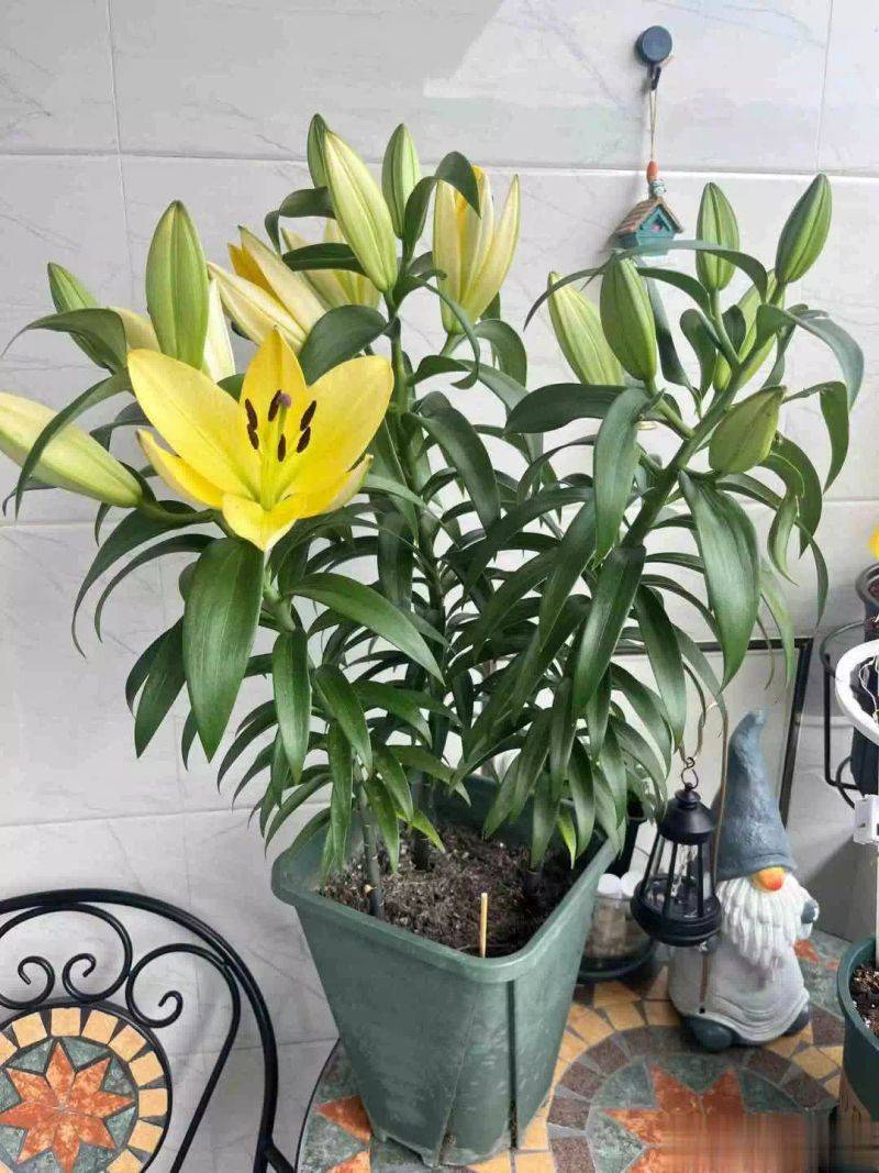 百合花球种植方法