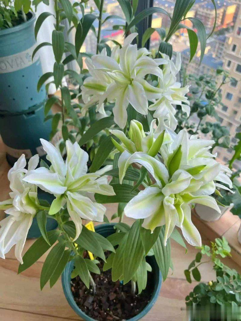 百合花球种植方法