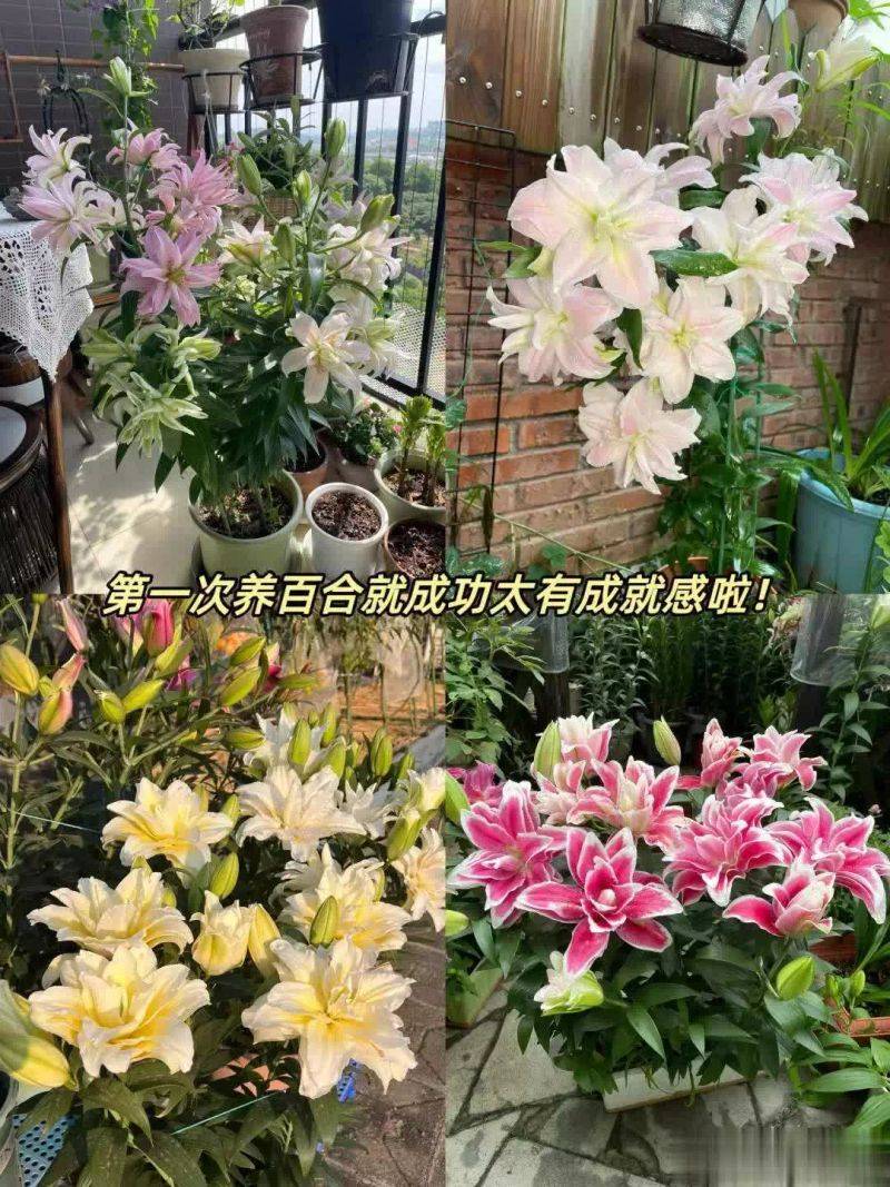 百合花球种植方法
