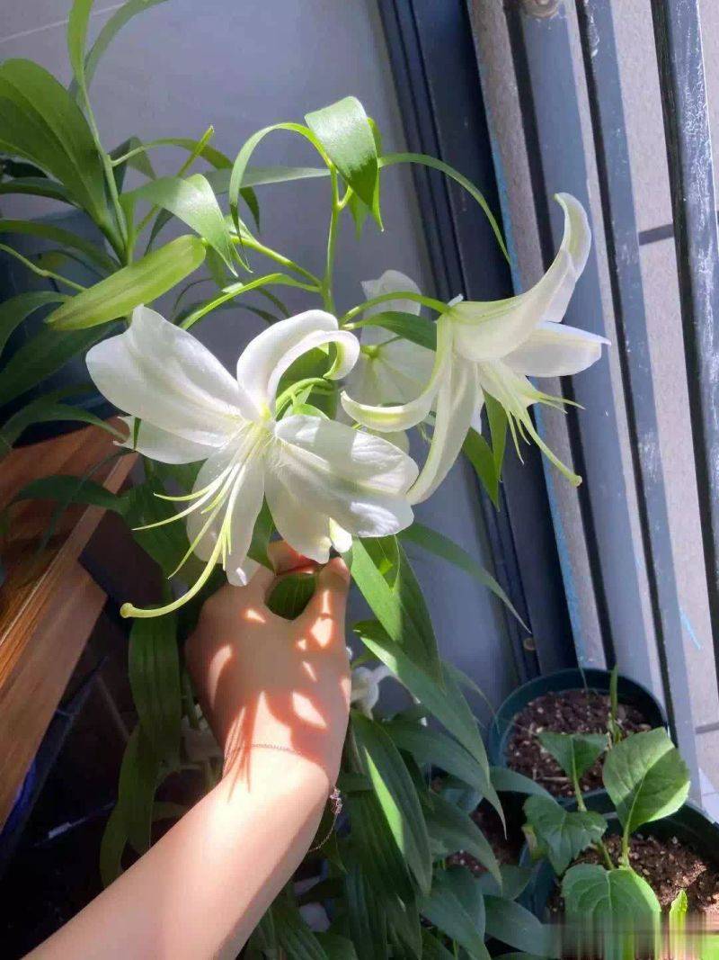 百合花球种植方法