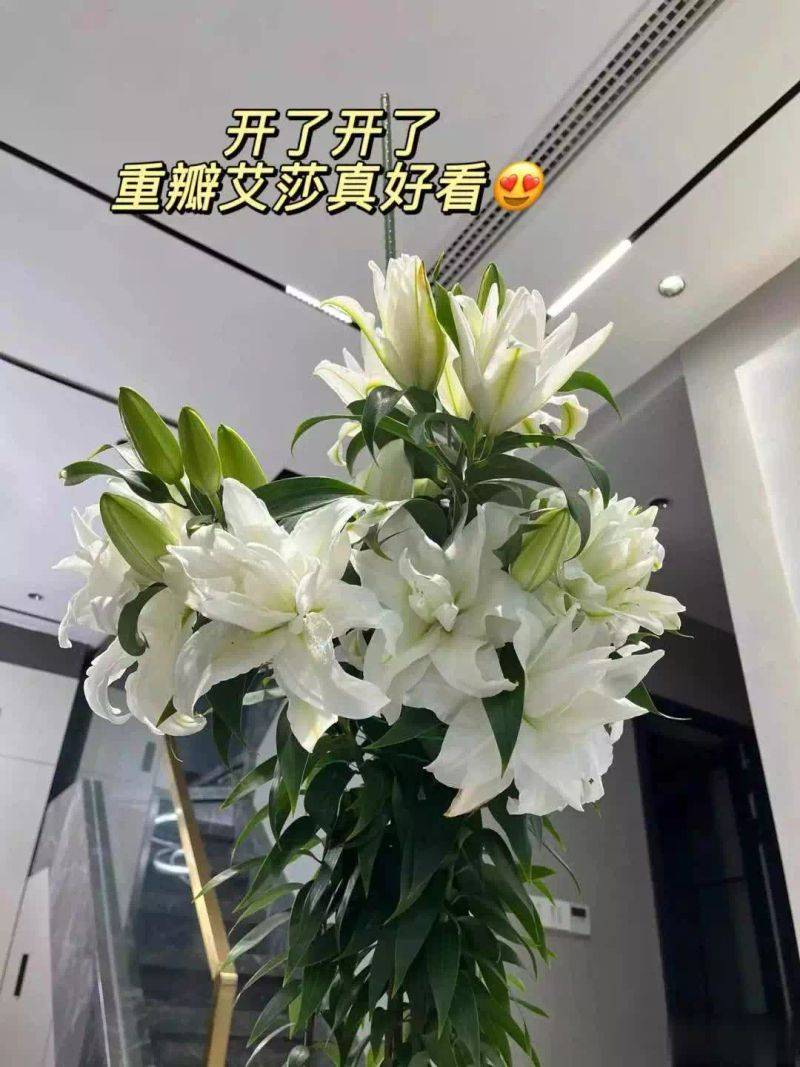 百合花球种植方法