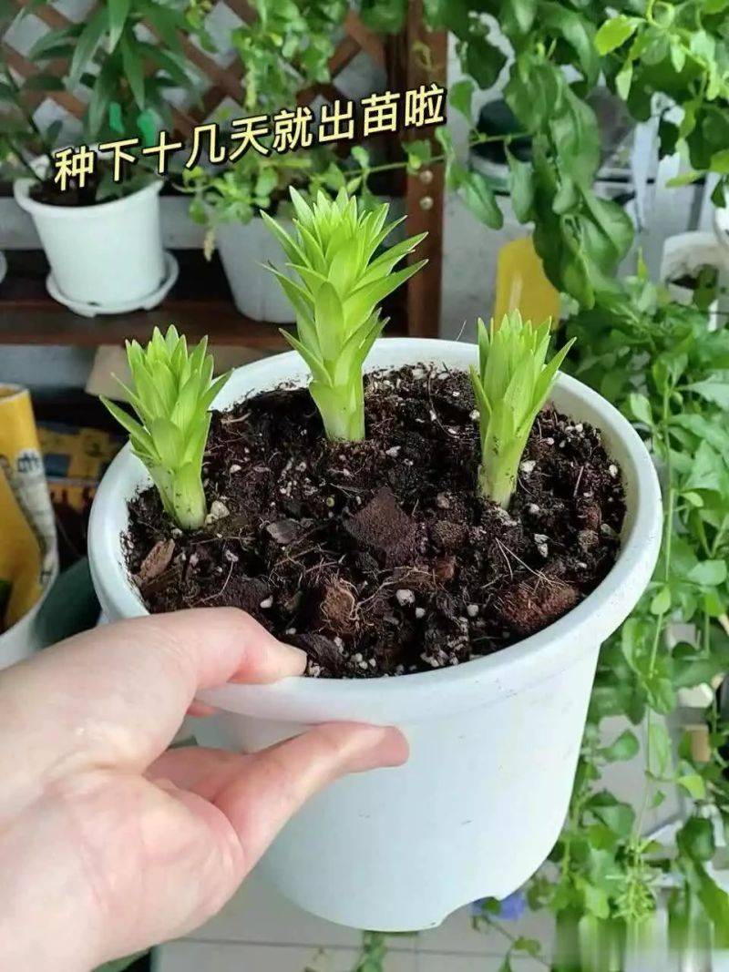 百合花球种植方法