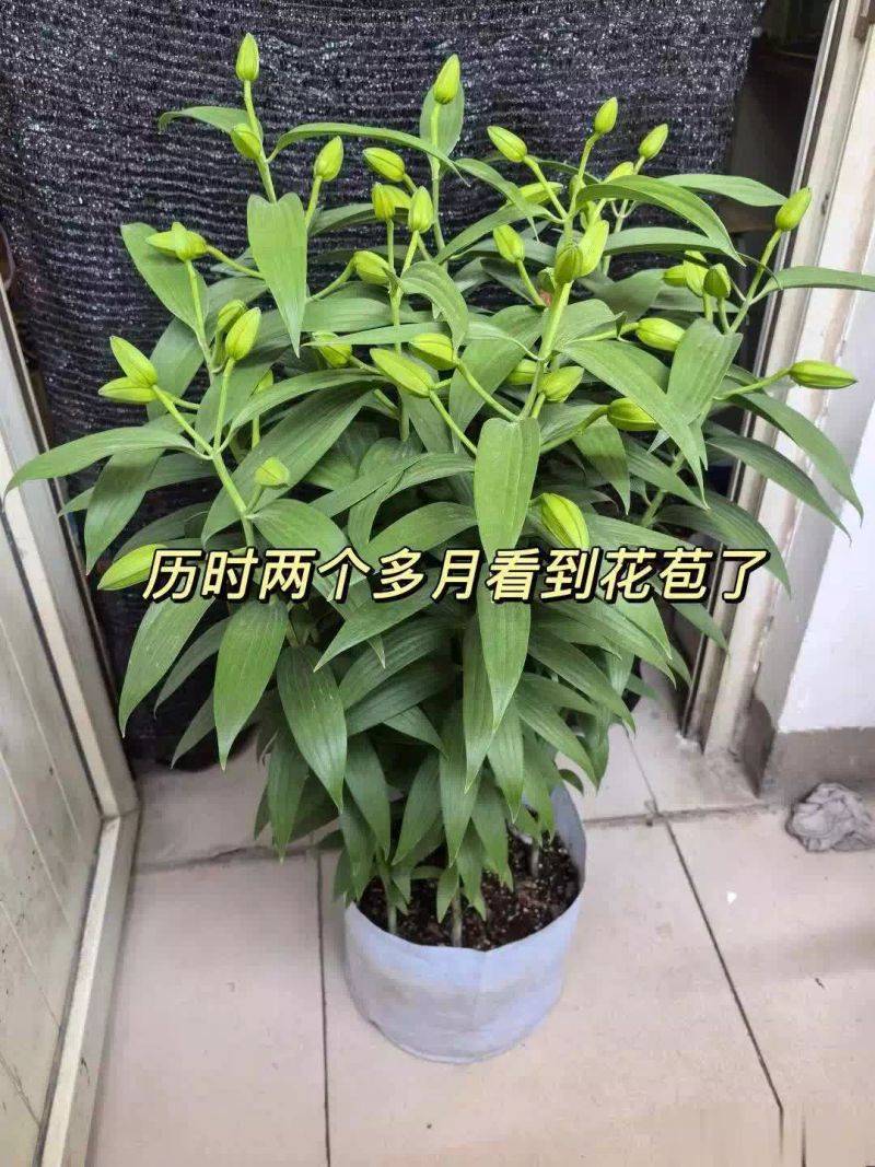 百合花球种植方法