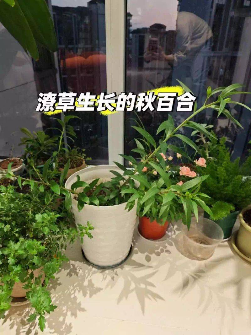 百合花球种植方法