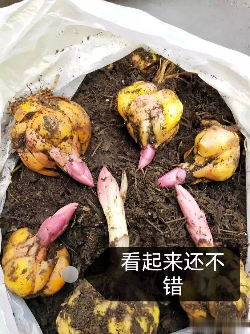 百合花球种植方法