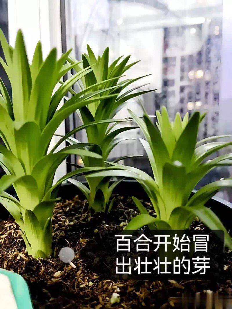 百合花球种植方法