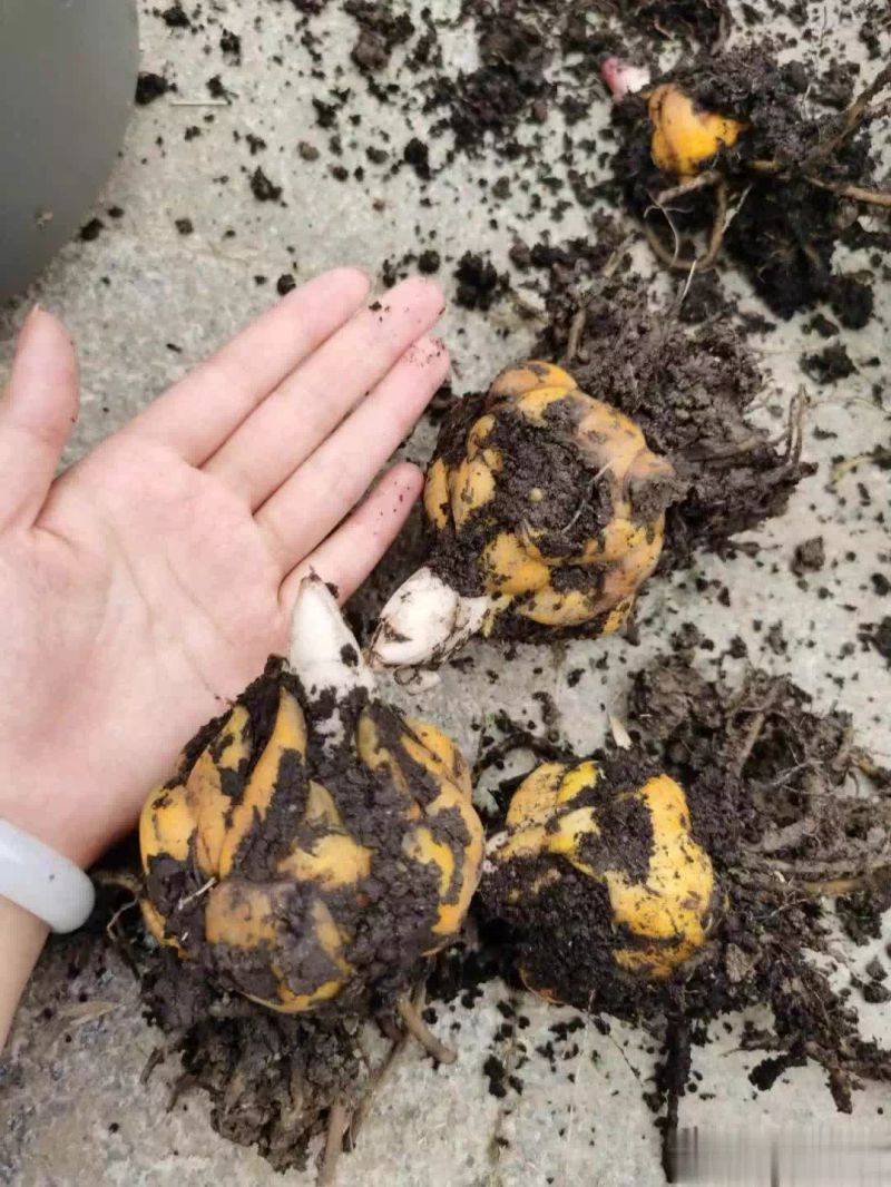 百合花球种植方法