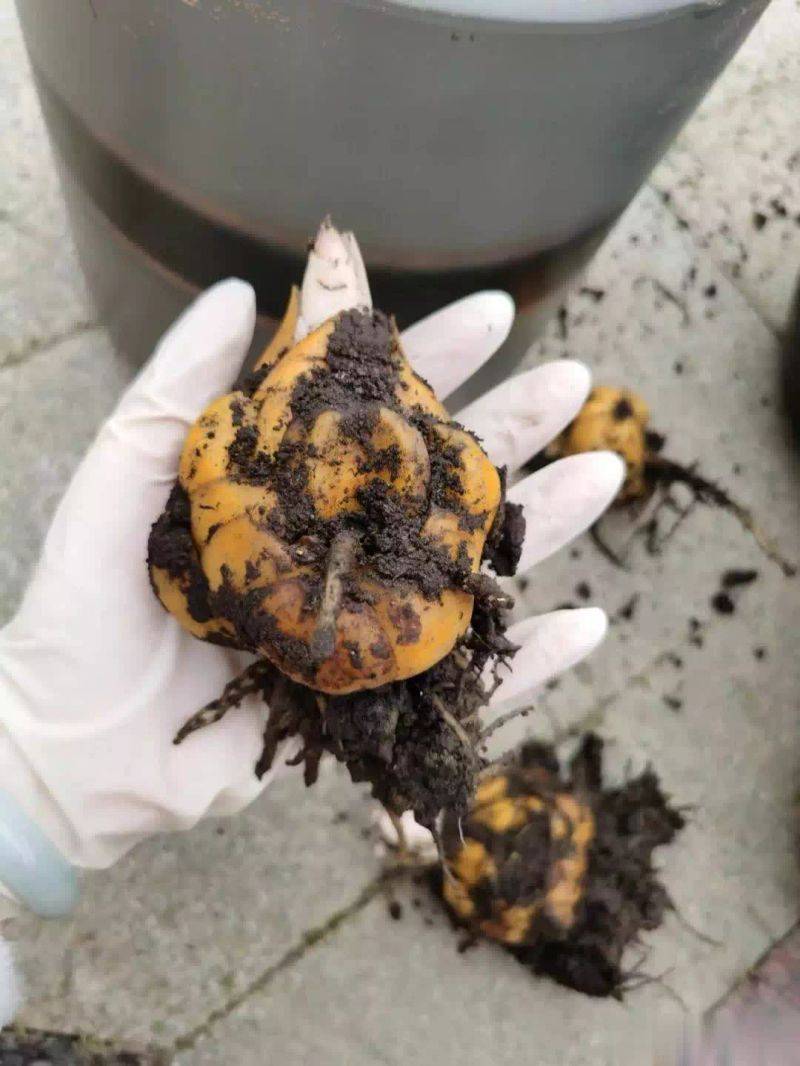 百合花球种植方法