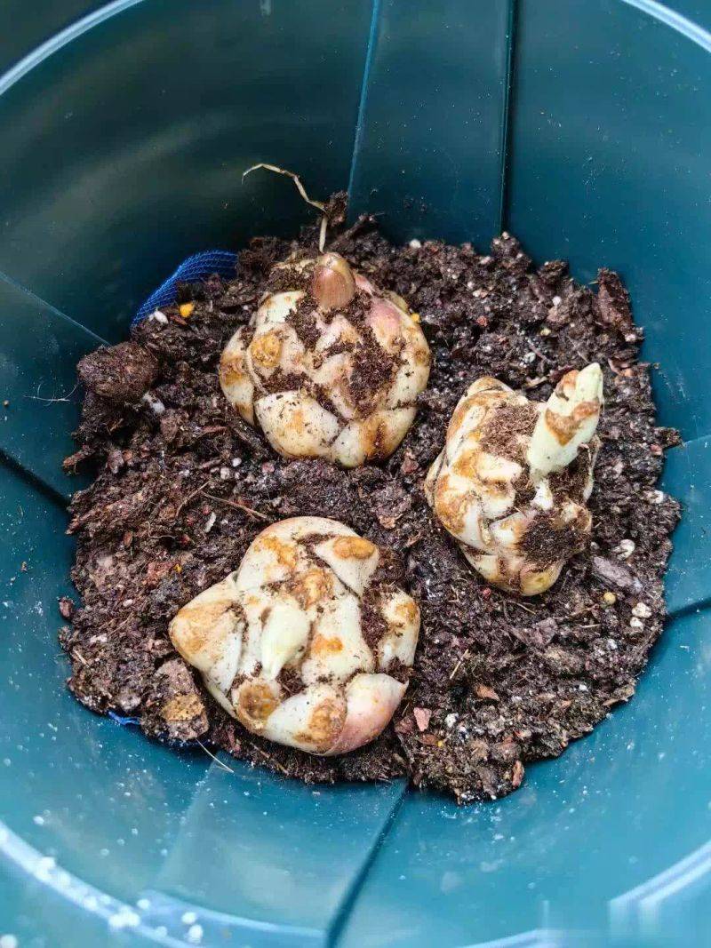 百合花球种植方法