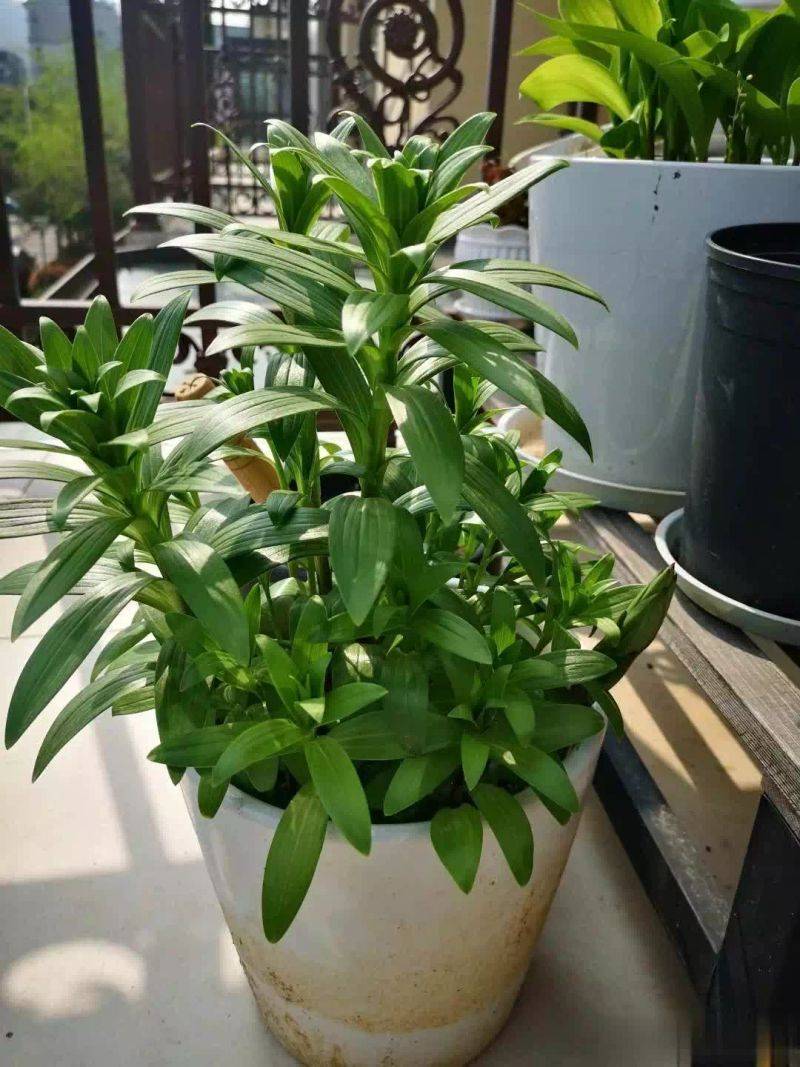 百合花球种植方法