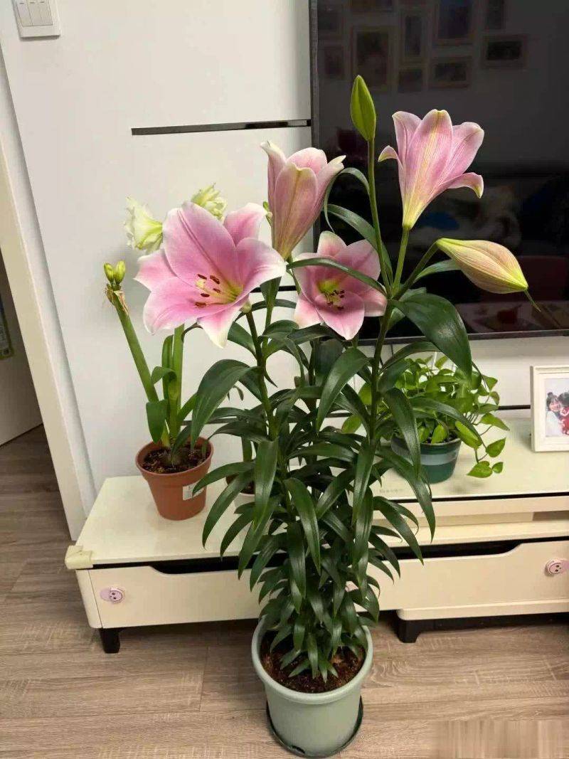 百合花球种植方法