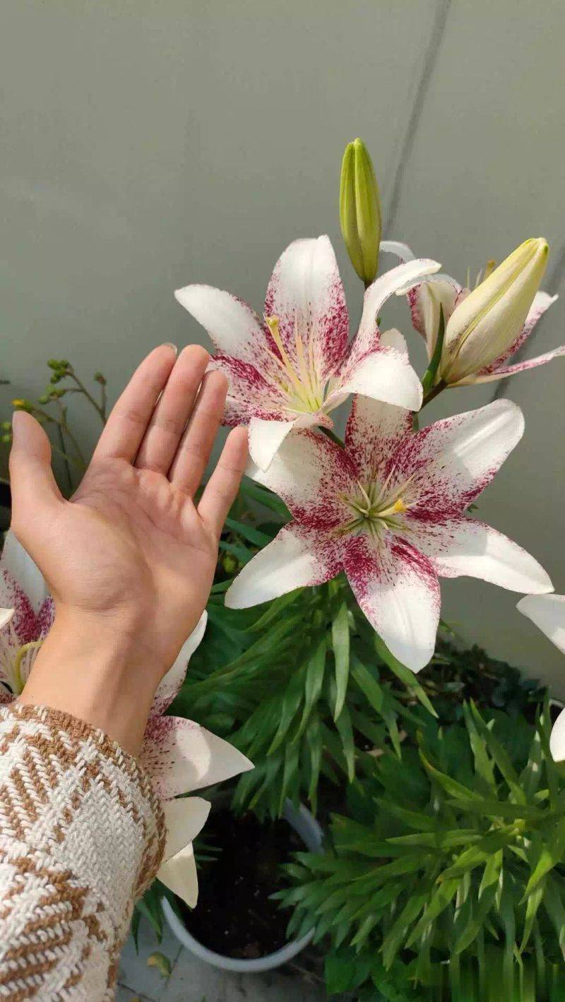 百合花球种植方法