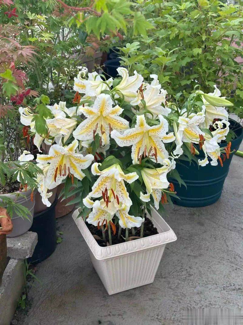 百合花球种植方法