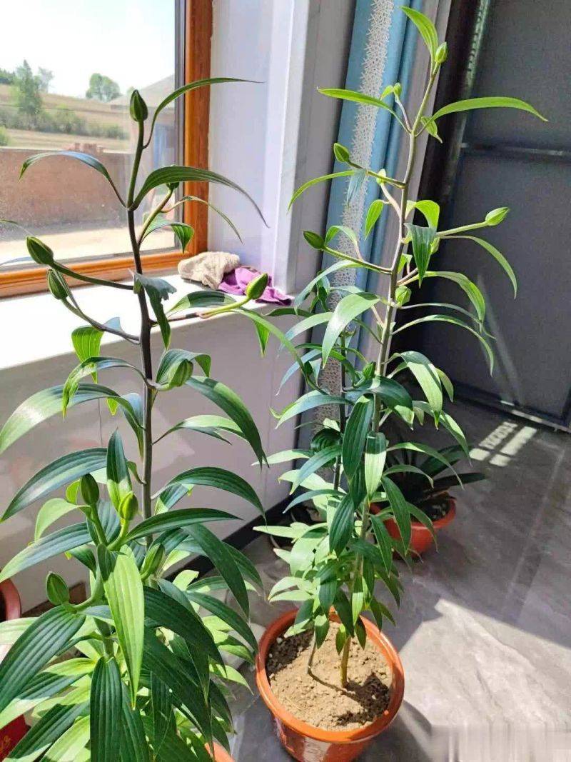 百合花球种植方法