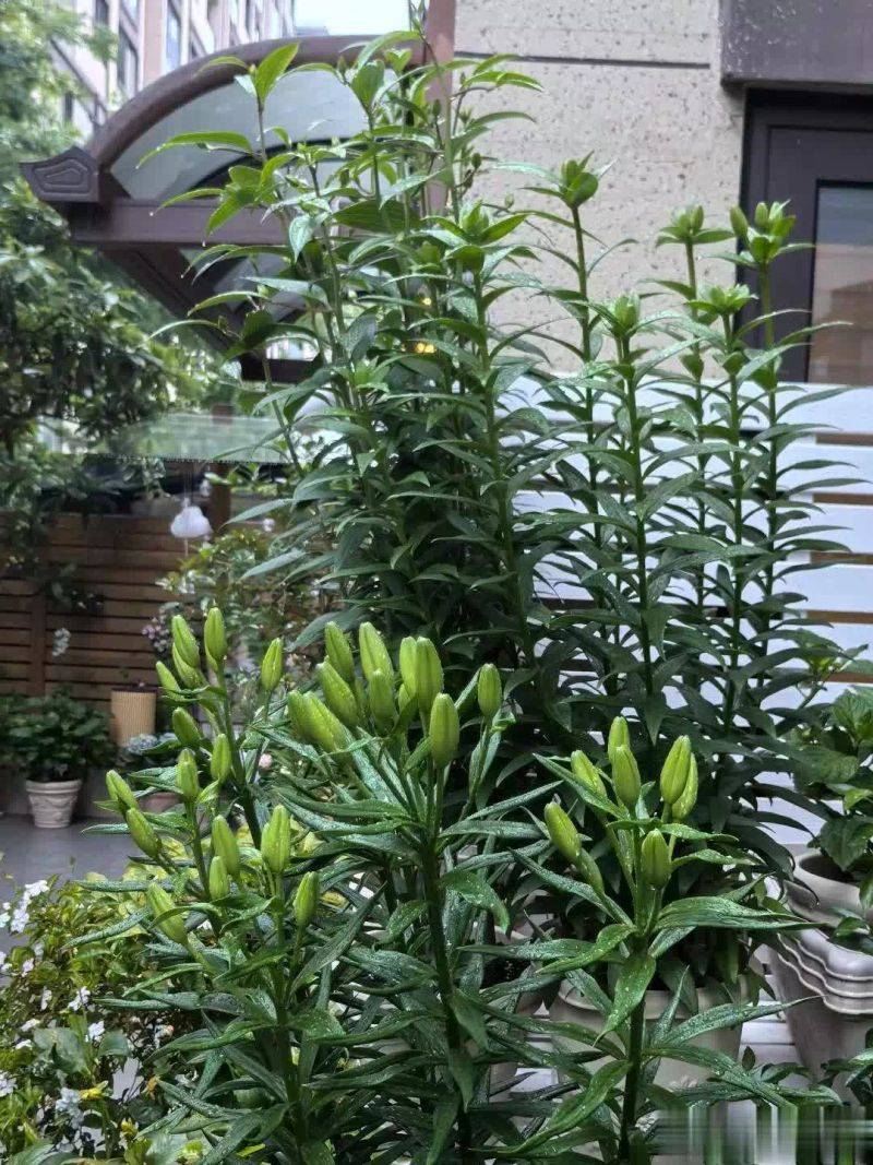 百合花球种植方法