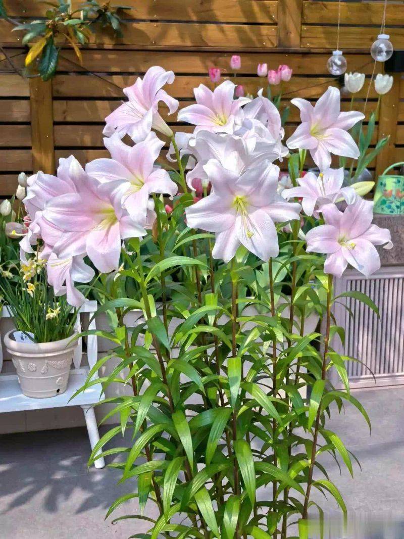 百合花球种植方法