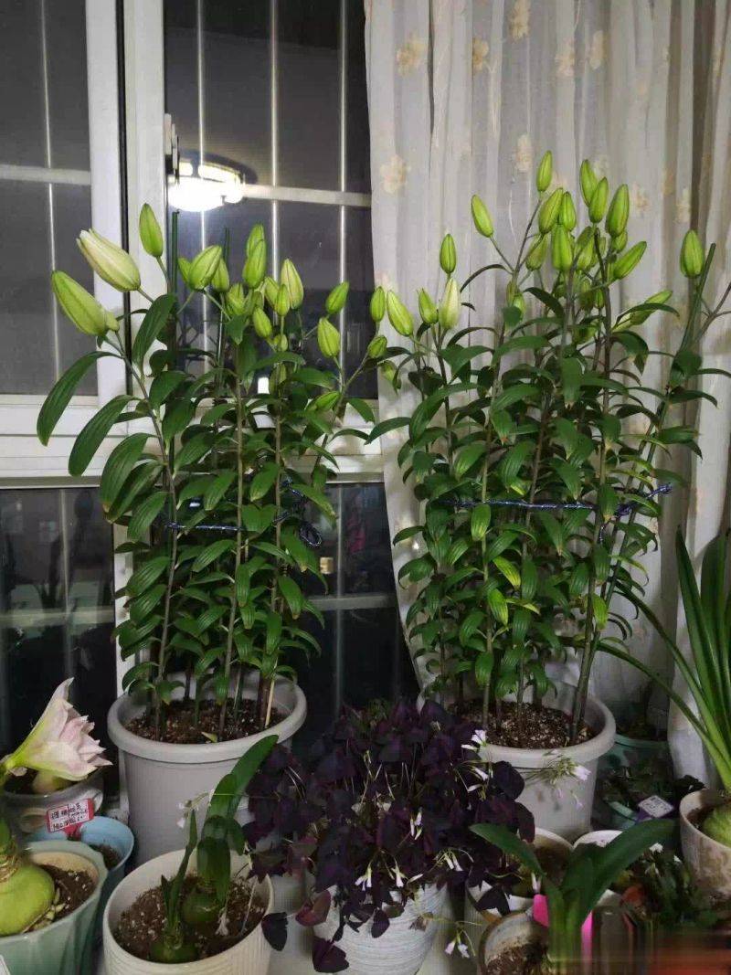 百合花球种植方法