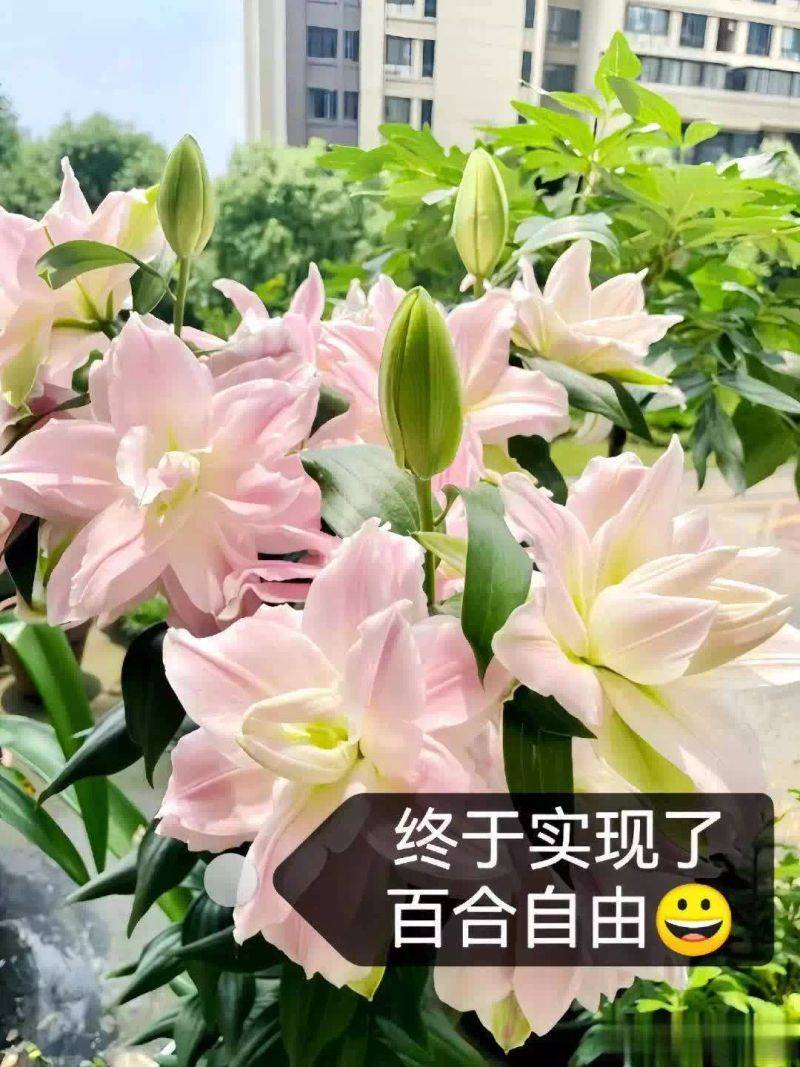 百合花球种植方法