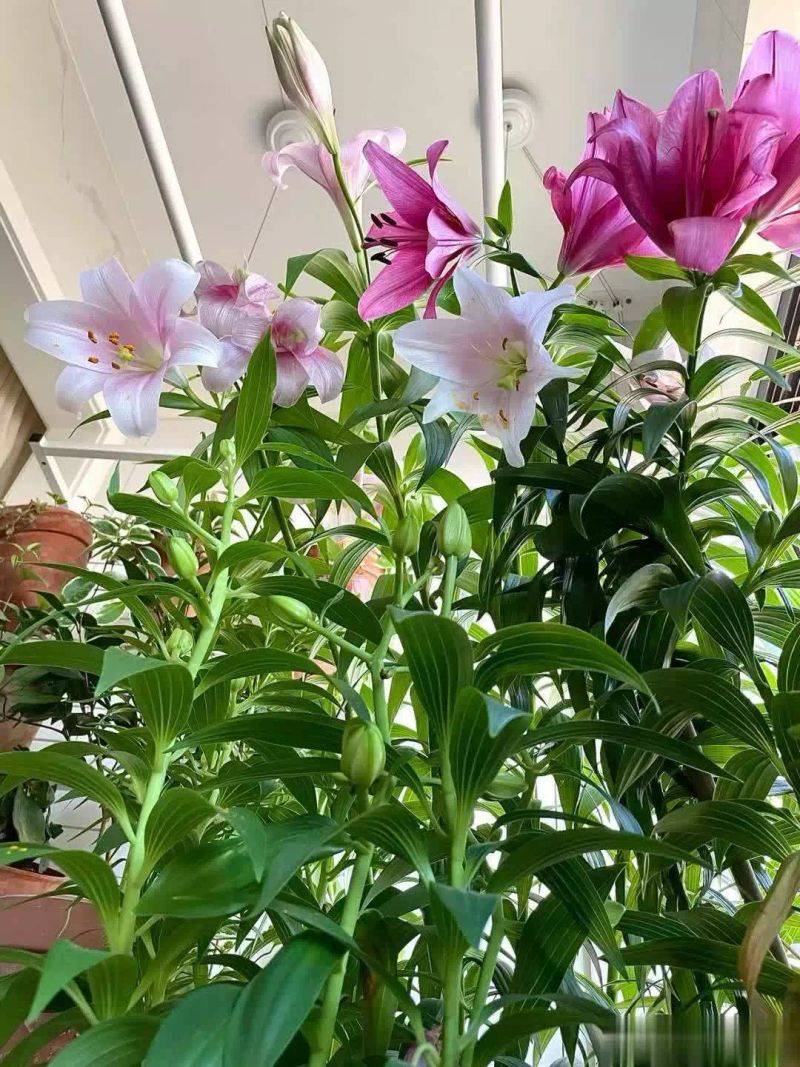 百合花球种植方法