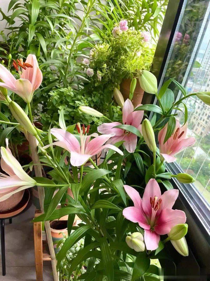 百合花球种植方法