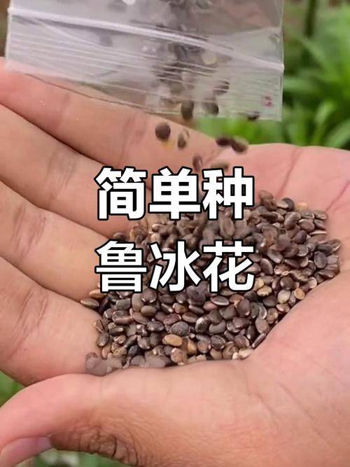 The method of planting the luice flower