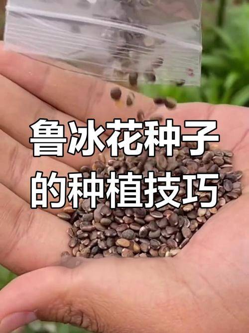 The method of planting the luice flower