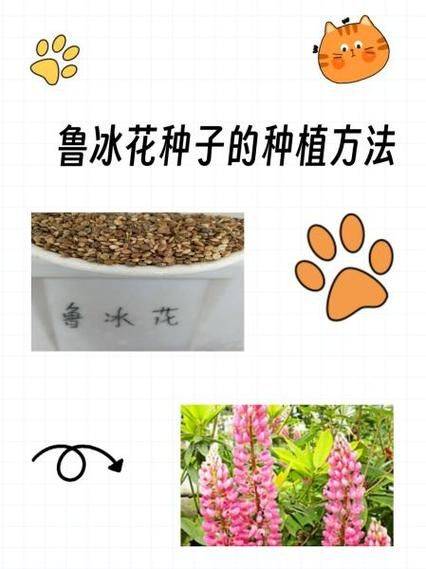 The method of planting the luice flower