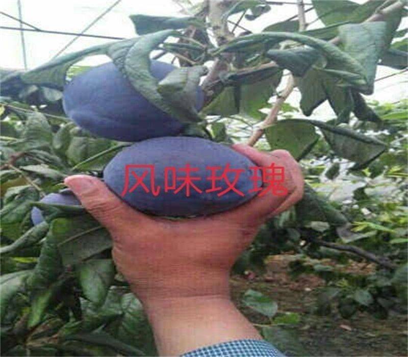 Queen's sanhua li planting technique