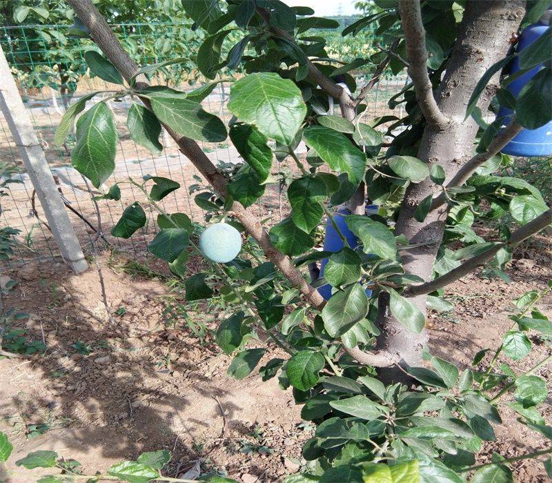 Queen's sanhua li planting technique