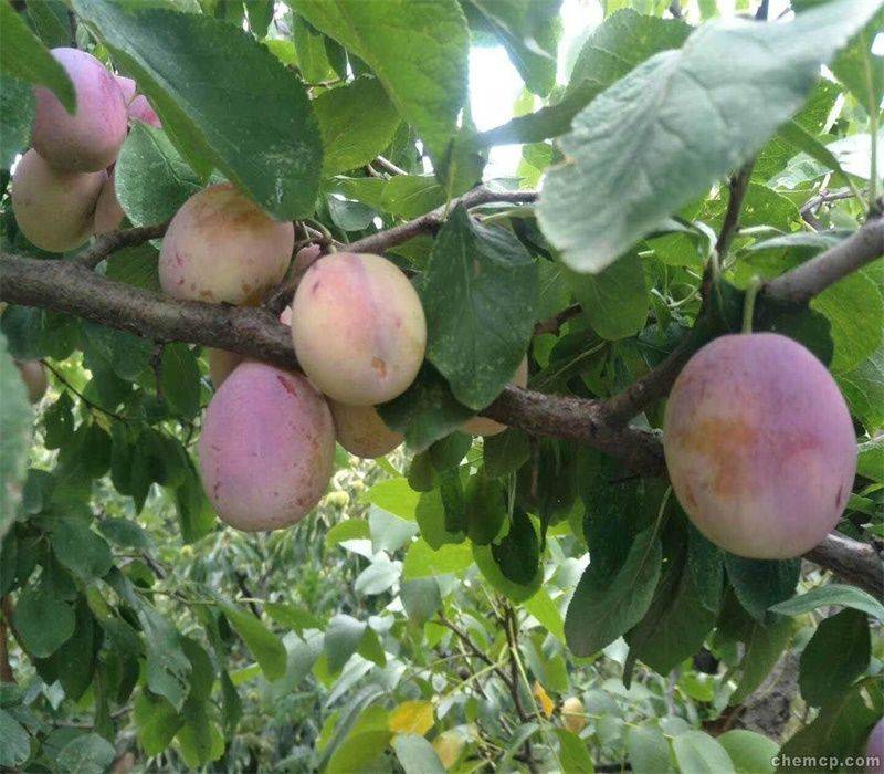 Queen's sanhua li planting technique