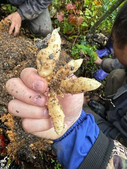 天麻种植技术大全