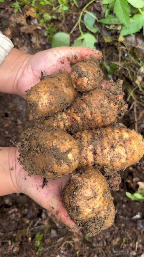 天麻种植技术大全