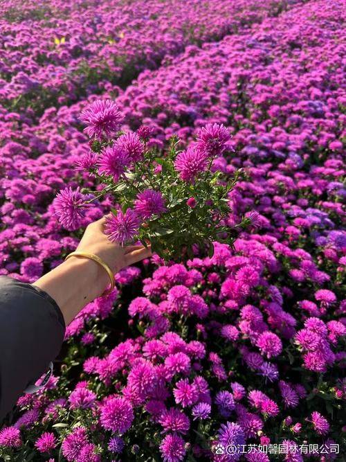 Plantation technology video download