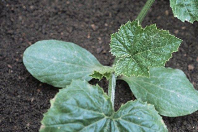 Technology for cucumber cultivation
