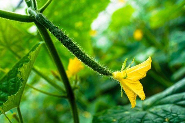 Technology for cucumber cultivation