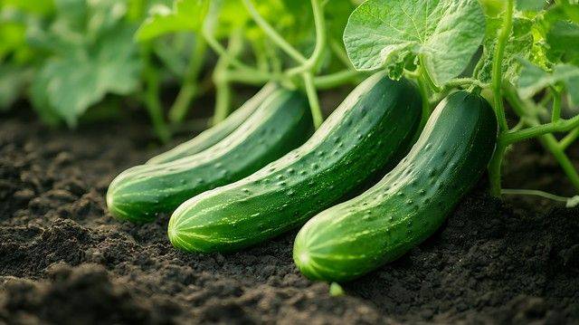 Technology for cucumber cultivation