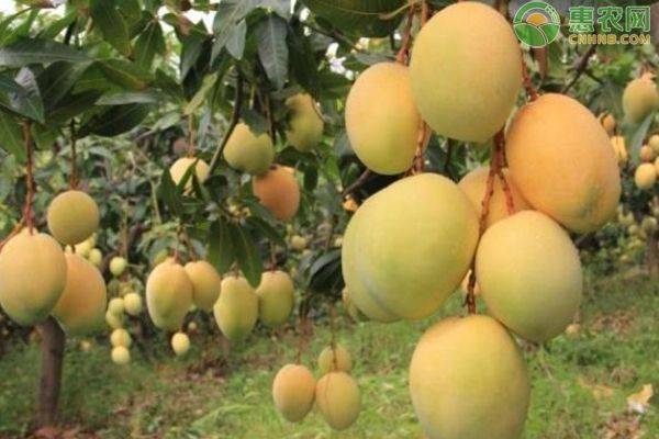Fruit grown in jiangxi