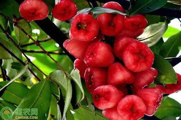 Fruit grown in jiangxi