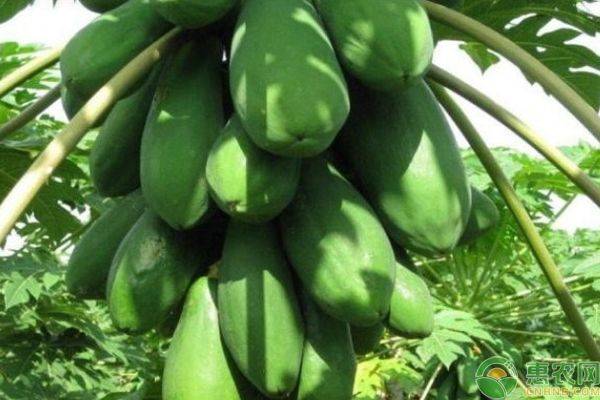 Fruit grown in jiangxi